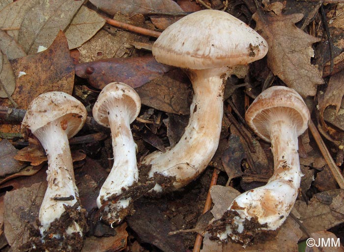 Cortinarius diosmus var. aranaeosovolvatus = Cortinarius araneosovolvatus 