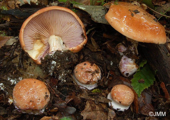 Cortinarius arcuatorum