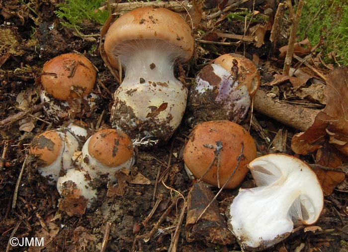 Cortinarius arcuatorum