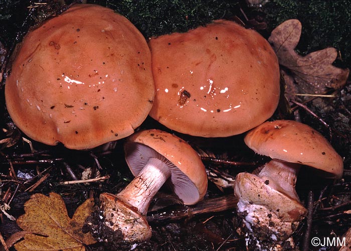 Cortinarius arcuatorum