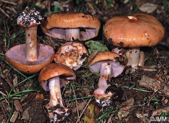 Cortinarius arcuatorum