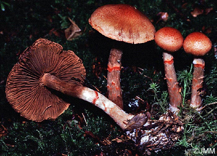 Cortinarius armillatus