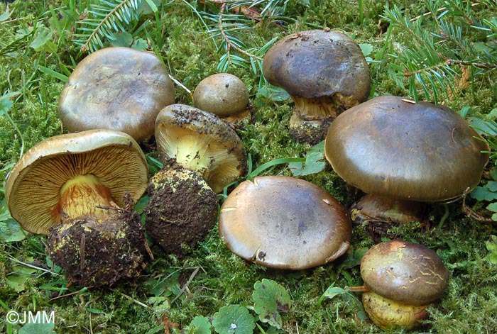 Cortinarius atrovirens