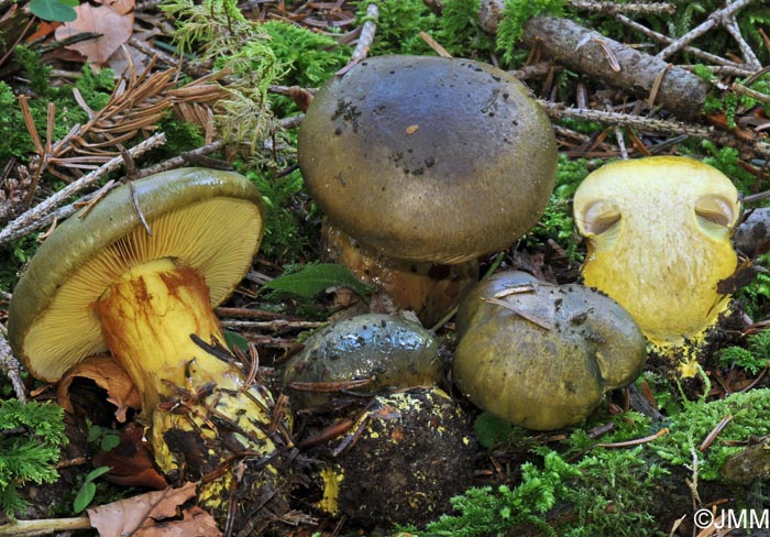 Cortinarius atrovirens