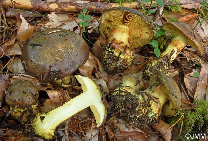 Cortinarius atrovirens