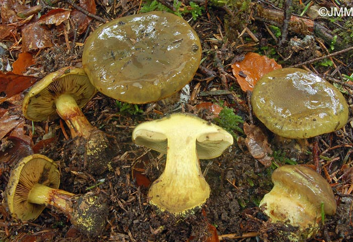 Cortinarius atrovirens