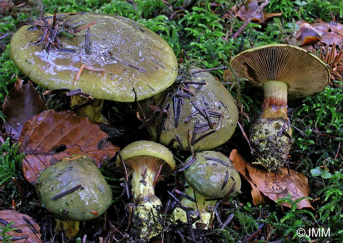 Cortinarius atrovirens