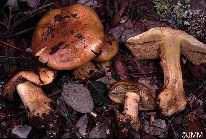 Cortinarius aurilicis