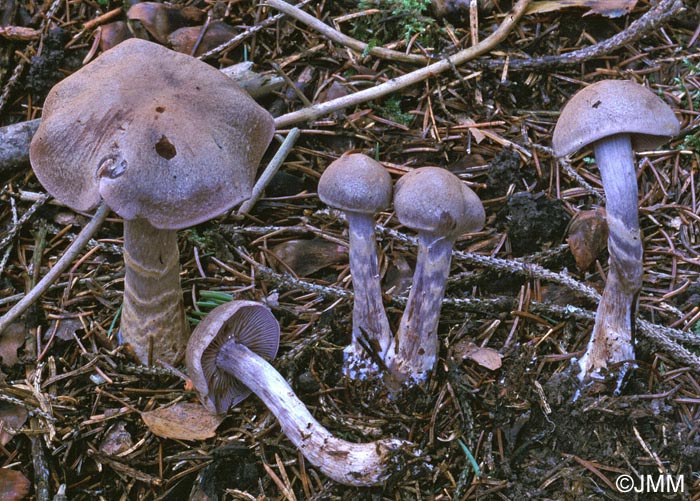 Cortinarius azureovelatus var. subcaligatus