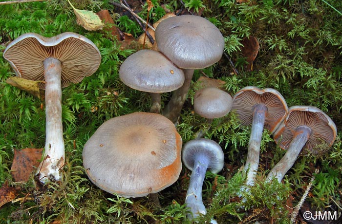 Cortinarius azureus