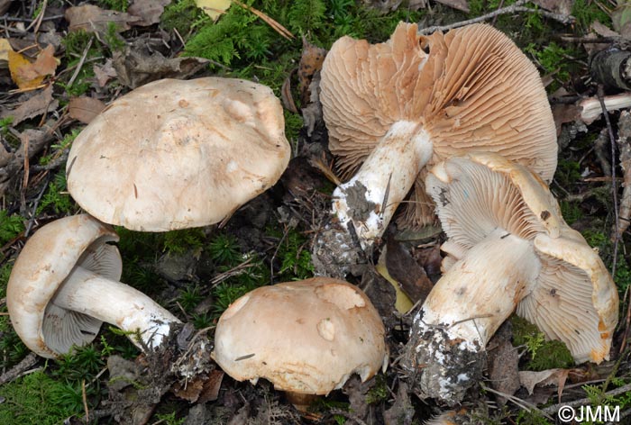 Cortinarius balteatoalbus