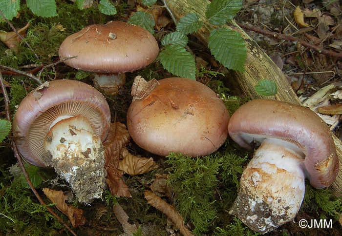 Cortinarius balteatocumatilis