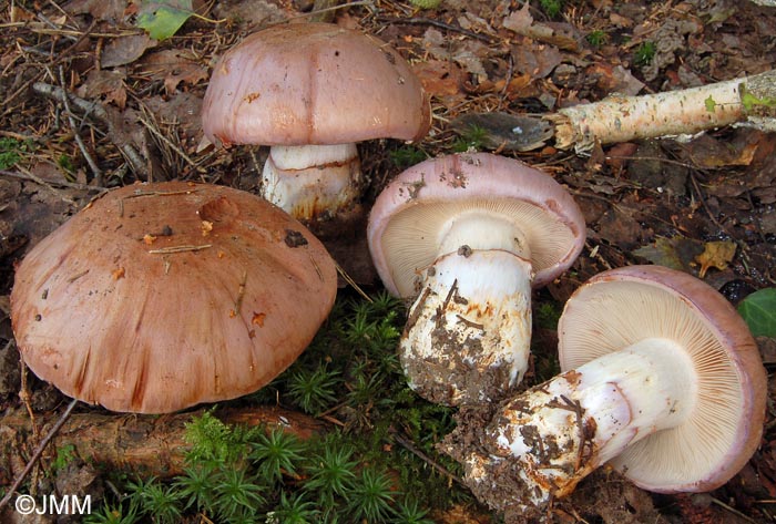 Cortinarius balteatocumatilis