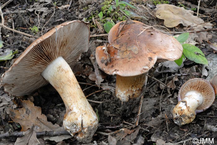 Cortinarius balteatus