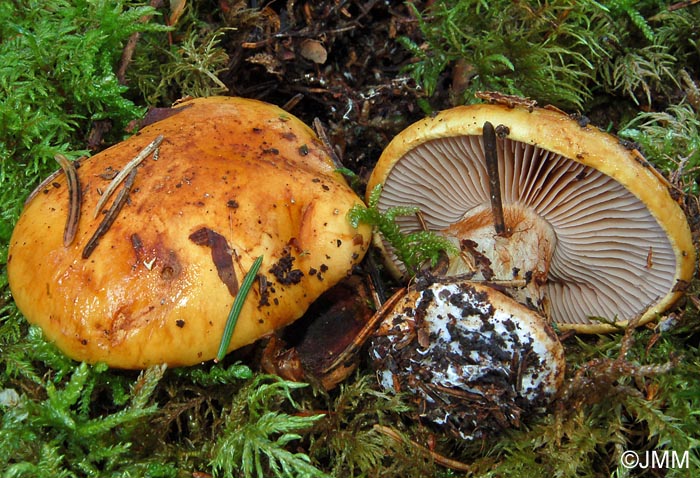 Cortinarius barbarorum