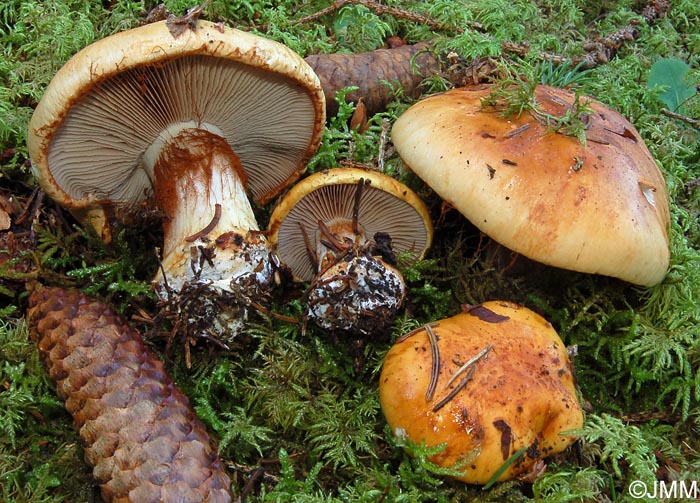 Cortinarius barbarorum