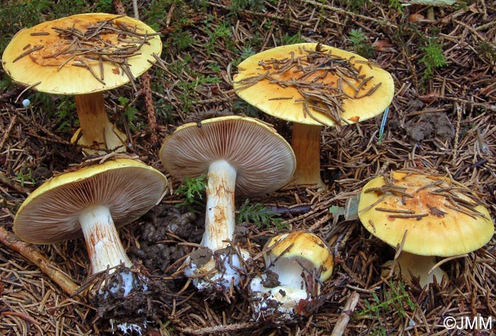 Cortinarius barbarorum