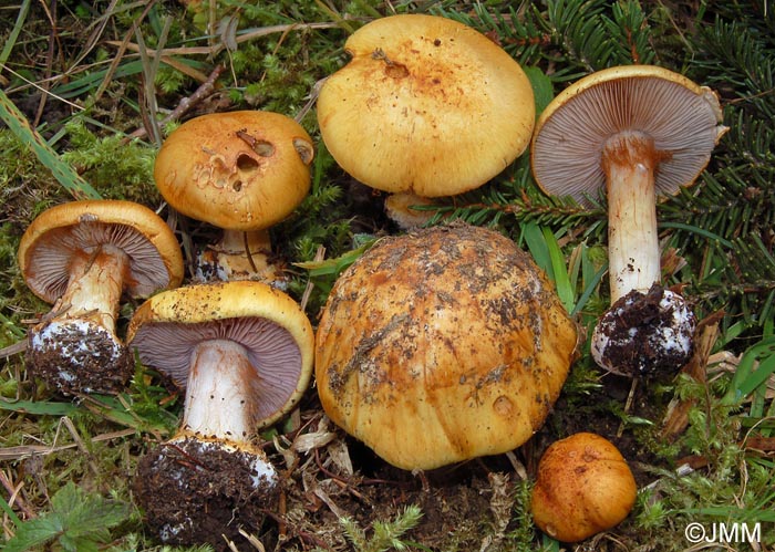 Cortinarius barbarorum