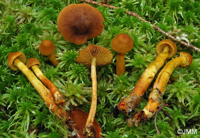 Cortinarius bataillei