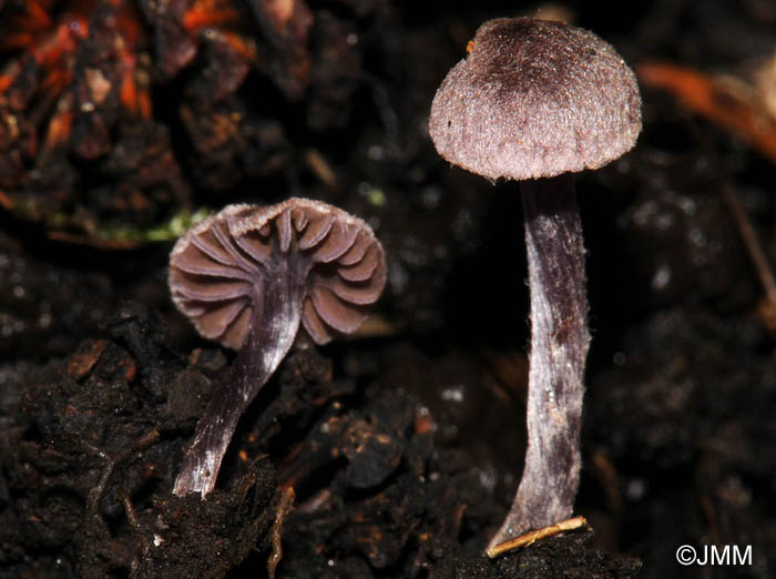 Cortinarius bibulus