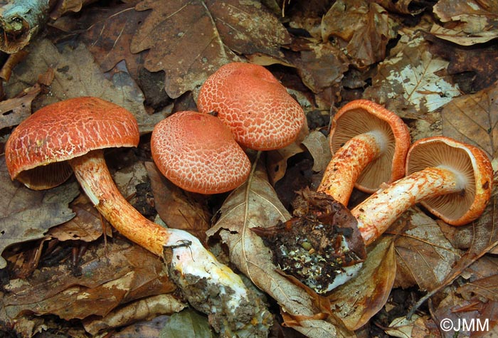 Cortinarius bolaris