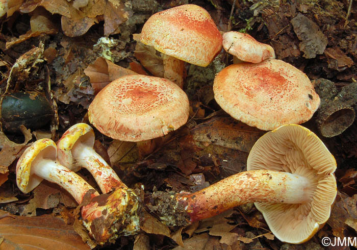 Cortinarius bolaris