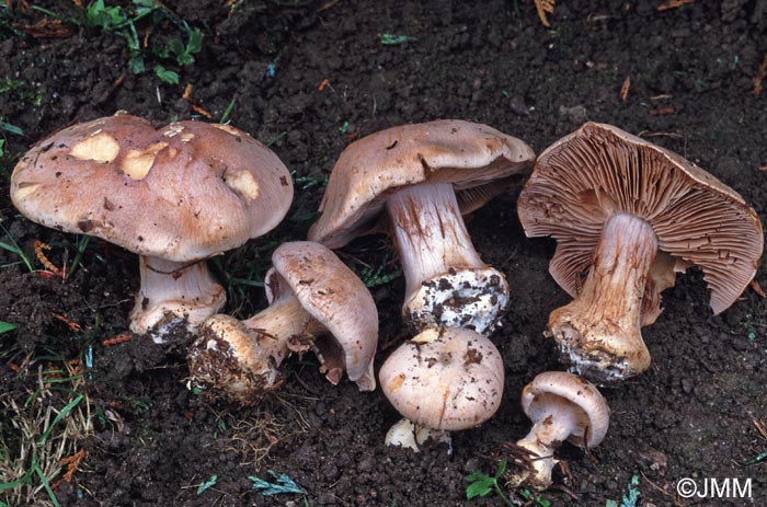 Cortinarius boudieri