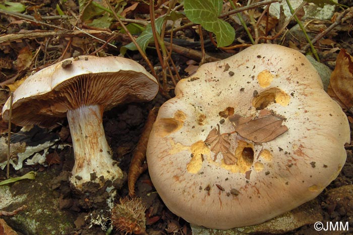 Cortinarius boudieri