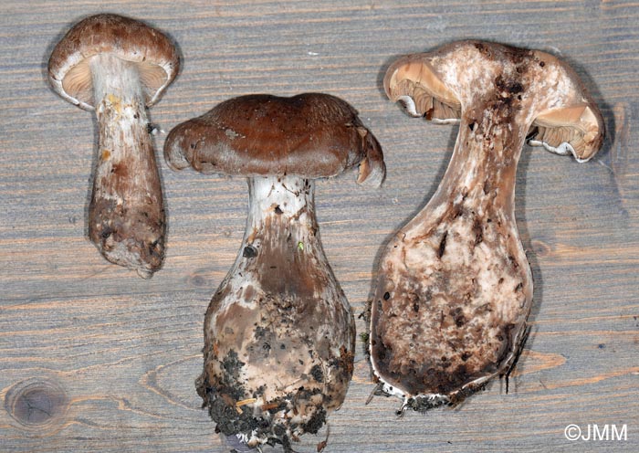 Cortinarius bovinus