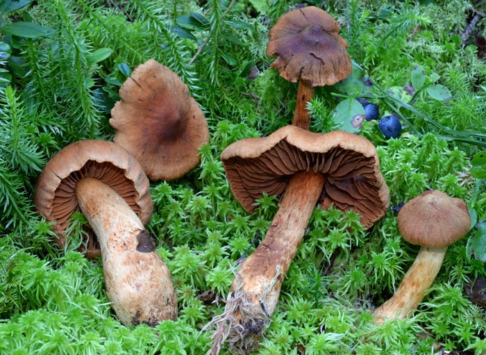 Cortinarius brunneofulvus