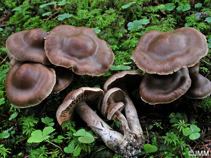 Cortinarius brunneus