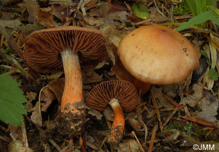 Cortinarius bulliardii 