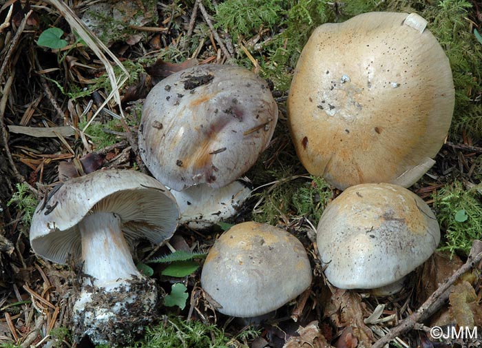 Cortinarius caesiocanescens