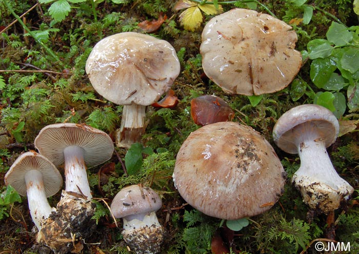 Cortinarius caesiocanescens