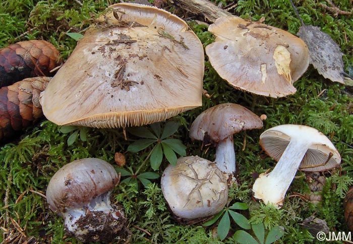 Cortinarius caesiocanescens