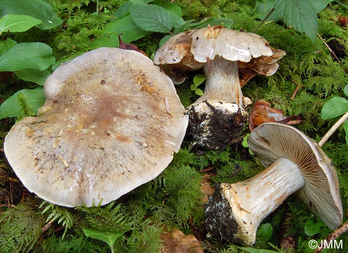 Cortinarius caesiocanescens