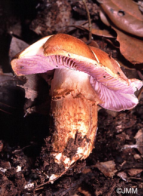 Cortinarius caligatus