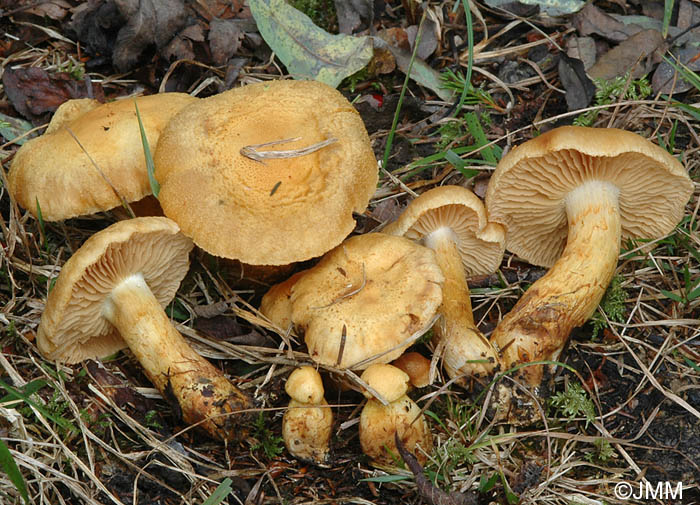 Cortinarius callisteus