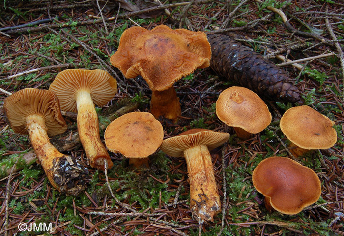 Cortinarius callisteus