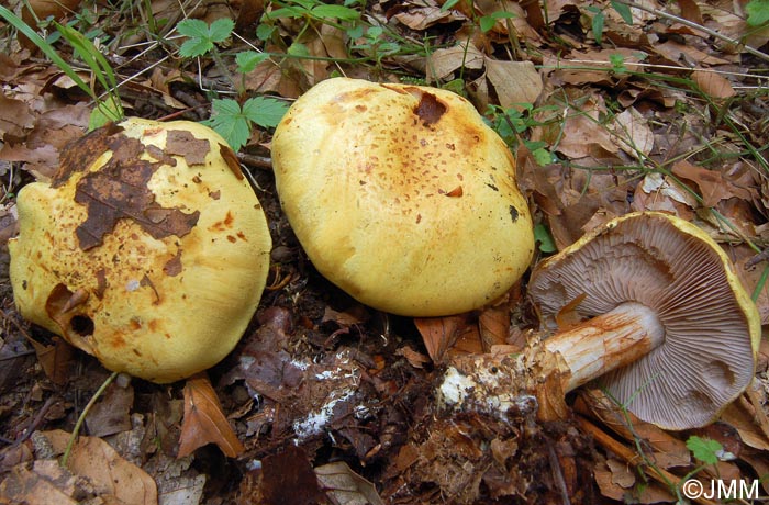 Cortinarius calochrous