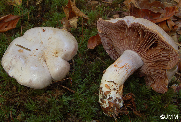 Cortinarius camphoratus 