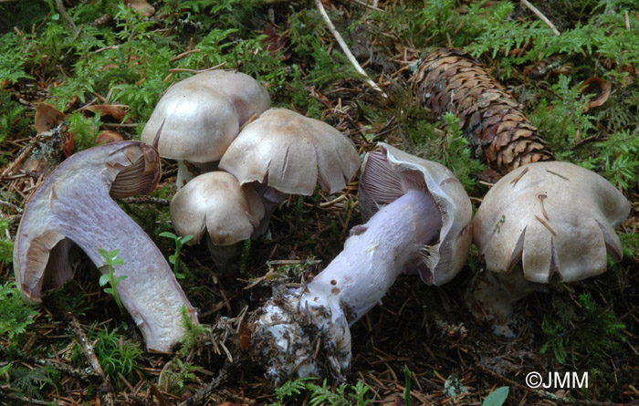 Cortinarius camphoratus 