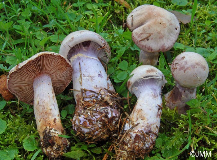 Cortinarius camphoratus