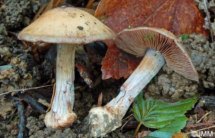 Cortinarius camptoros