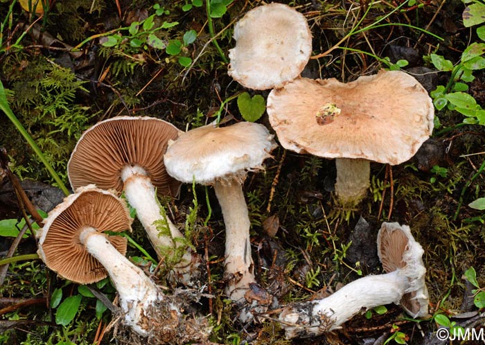 Cortinarius canabarba