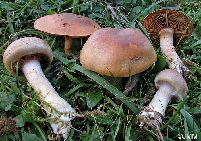 Cortinarius caninus