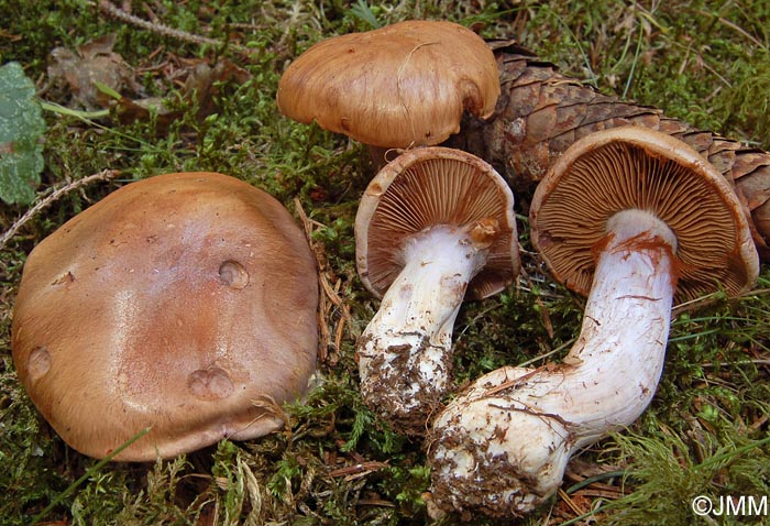 Cortinarius caninus