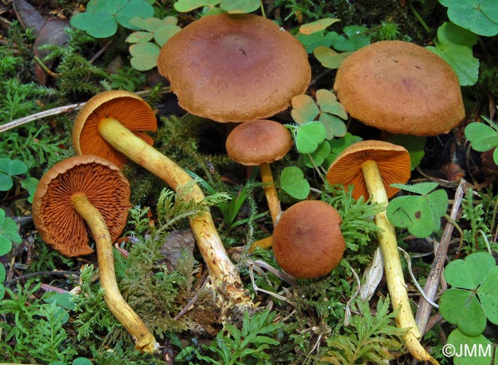 Cortinarius cinnamomeoluteus