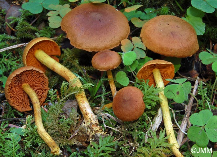 Cortinarius cinnamomeus