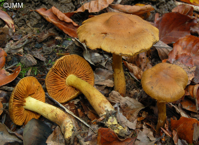 Cortinarius cinnamomeus